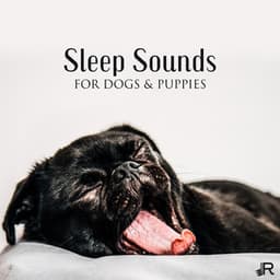 Sleep Sounds for Dogs & Puppies: Soothing Music to Help Your Puppy Go to Sleep at Night, Relaxation Bedtime Songs & Calm Sleep Lullabies for Dogs - Pet Care Club