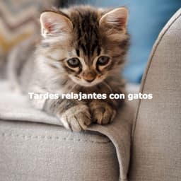 Tardes relajantes con gatos - Música para Leer