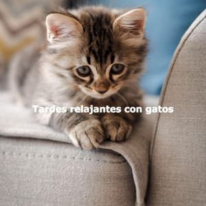 Tardes relajantes con gatos - Música para Leer