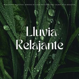 Música Para Mascotas: Sonidos De Lluvia Relajante Para Calmar A Tus Mascotas - La lluvia es mi vida