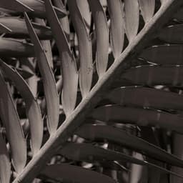 1 Path: States Of Higher Thought - Yoga Music