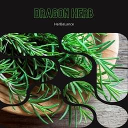 Dragon Herb: The Mystery of Echinacea - HerBaLance