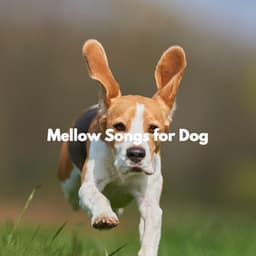 Mellow Songs for Dog - Cafe Music