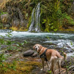 Waterfall Woofs: Melodies for Dogs - Spiritual Medicine