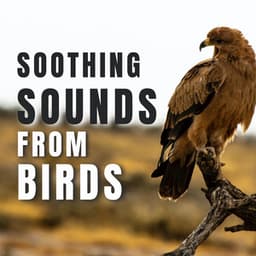 Soothing sounds from Birds - Bird Songs