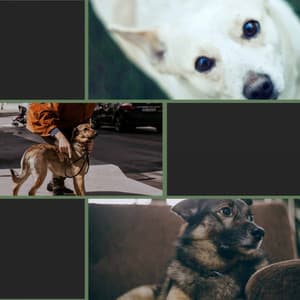 Morning Walks - Songs for Dogs to Sleep To