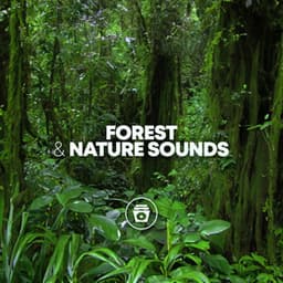Forest & Nature Sounds - Rain Sounds Sleep
