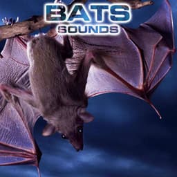 Bats Sounds - Bats Sounds