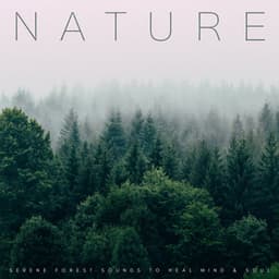 Nature: Serene Forest Sounds To Heal Mind & Soul - Nature Sounds Research