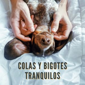 Colas Y Bigotes Tranquilos: Meditación Para Perros Relajados - Consorte de estimulación cerebral