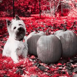 Echoes of Puppy Day Dreaming - Relaxation Music For Dogs