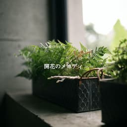 開花のメロディ - Musica para Hoteles