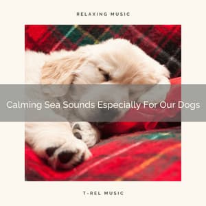 Calming Sea Sounds Especially For Our Dogs - Dog Total Relax