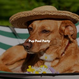 Pup Pool Party - Dinner Music Chill