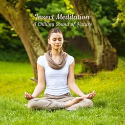 Insect Meditation: A Chilling Sound of Nature - Forest Crickets