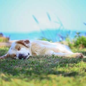 Ambient Rain Dog's Blissful Repose - Dog Music Waves