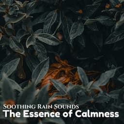 Soothing Rain Sounds: The Essence of Calmness - The Rain Library