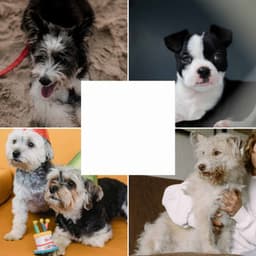 Urbane Trumpet Smooth Jazz - Ambiance for Doggies Resting - Sleeptime for Dogs