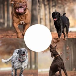 Awesome Background Music for Sleeping Dog - Dog Music Library