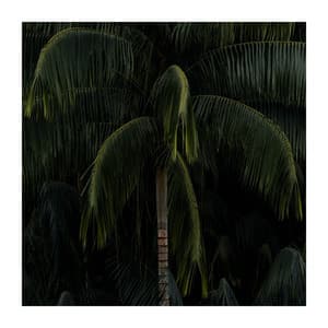 Watch the Stars on the Sky - Moonlight Shadow Universe