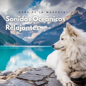 Hora De La Mascota: Sonidos Oceánicos Relajantes - Atmósferas oceánicas