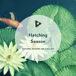 Hatching Season - Nature Sounds by Lullify