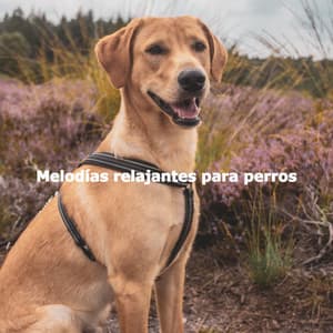 Melodías relajantes para perros - Jazz Acustico