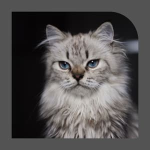 Feelings for Scratching Cats - Cat Relax