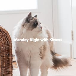 Monday Night with Kittens - Cool Jazz Relaxation Radio
