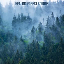 Healing Forest Sounds - Nature Chillout
