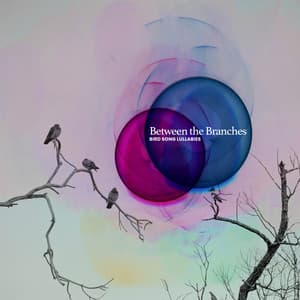 Between the Branches - Bird Song Lullabies