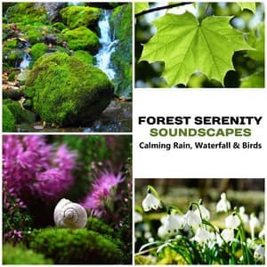 Forest Serenity Soundscapes: Calming Rain, Waterfall & Birds – Music & Beautiful Sounds of Woodland Stream for Restful Sleep, Massage Therapy, Soothing Spa Ambient, Nourishment & Peacefulness - Serenity Music Academy