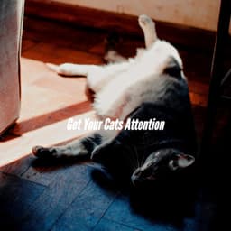 Get Your Cats Attention - Lazy Sunday Jazz
