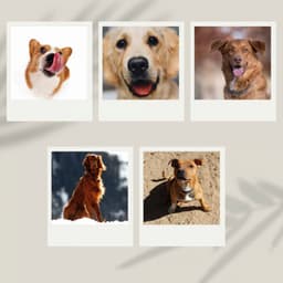 Music for Calming Your Pup - Dog Anxiety Music