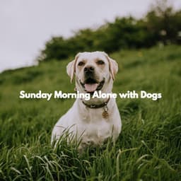 Sunday Morning Alone with Dogs - The Elevator Music Jazz Trio