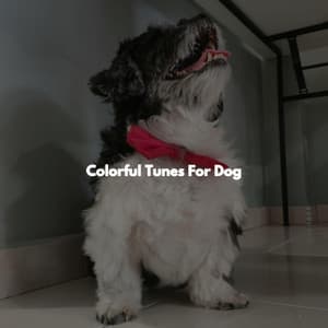 Colorful Tunes For Dog - Boutique Hotel Music
