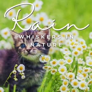 Whiskers in the Rain: Feline Harmony - Cat Music
