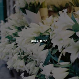 温室の静けさ - Música para la Cena