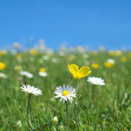 Enchanted Meadows: Nature's Tranquil Meadowlands - Mindful Measures