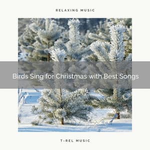 Birds Sing for Christmas with Best Songs - Sounds of Nature Relaxation