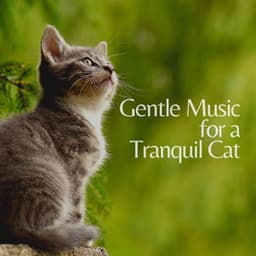 Gentle Music for a Tranquil Cat - Cat Music