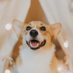 Simple Background for Dog Anxiety - Relaxing Dog Music