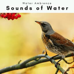 2 0 2 2 Sounds of Water - Water Ambience