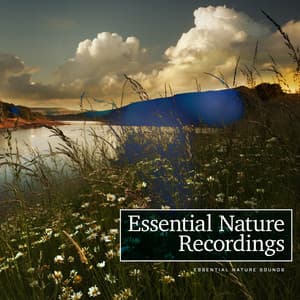 Essential Nature Recordings - Essential Nature Sounds