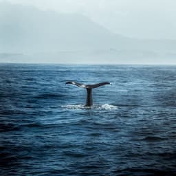 Sonic Seascape: Whales for Deep Meditation - Ocean Waves Sleep