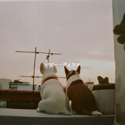 パピー・ディスコ - Calm Cafe Lounge