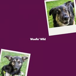 Woofin' Wild - Night Time Jazz Moods
