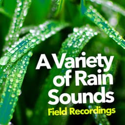 A Variety of Rain Sounds - Field Recordings