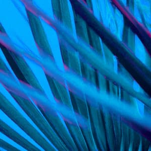 Organica Groove - danyvin