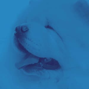 Distinguished Background Music for Puppy Play Jazz - Chill My Pooch